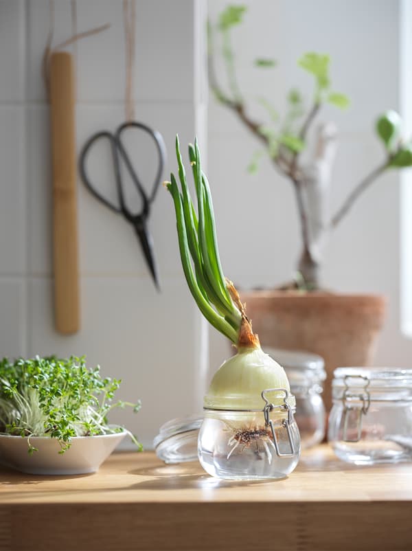 On a kitchen worktop stand KORKEN glass jars, one with a sprouting onion set in water, a saucer with cress next to it.