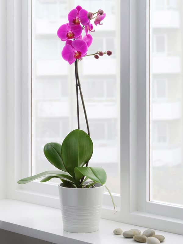 Orchids