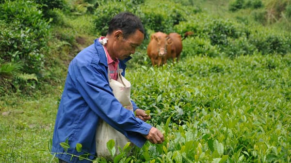 Organic tea farming helps preserving biodiversity, and maintaining soil health.