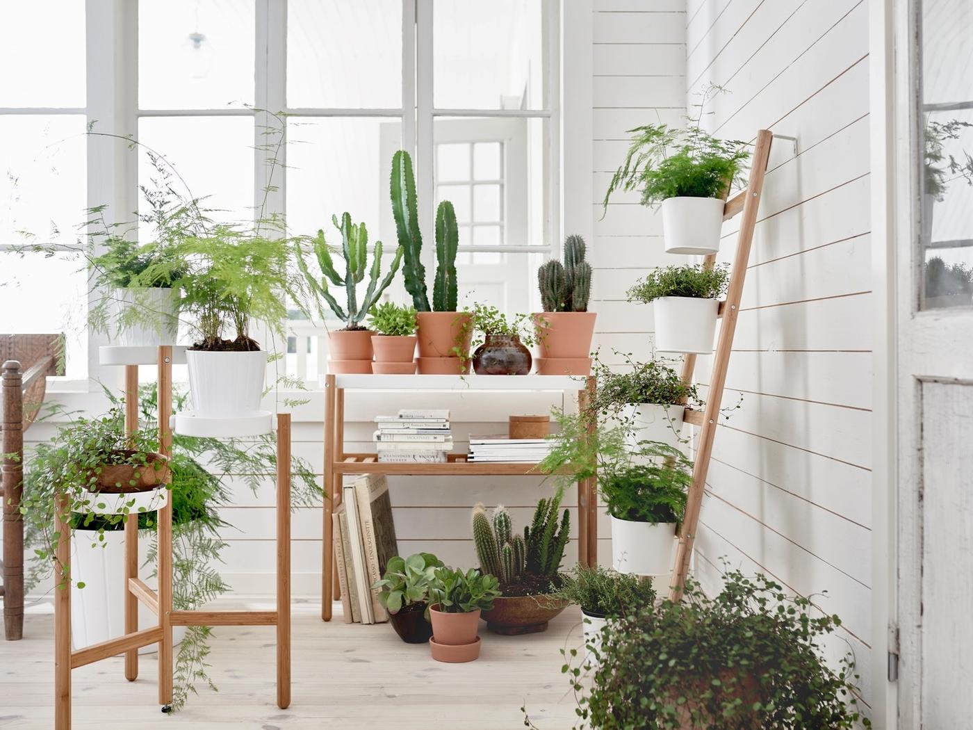 Outdoor area with plant stands and plants