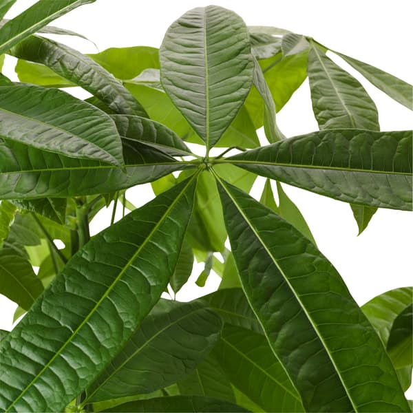 PACHIRA AQUATICA