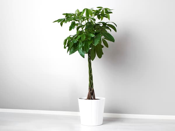 PACHIRA AQUATICA