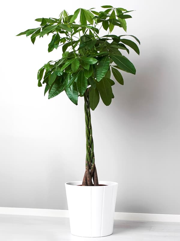 PACHIRA AQUATICA