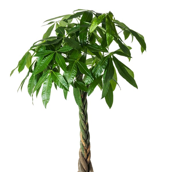 PACHIRA AQUATICA