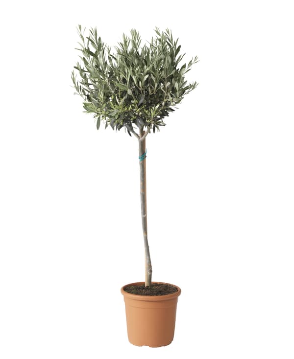 palmera