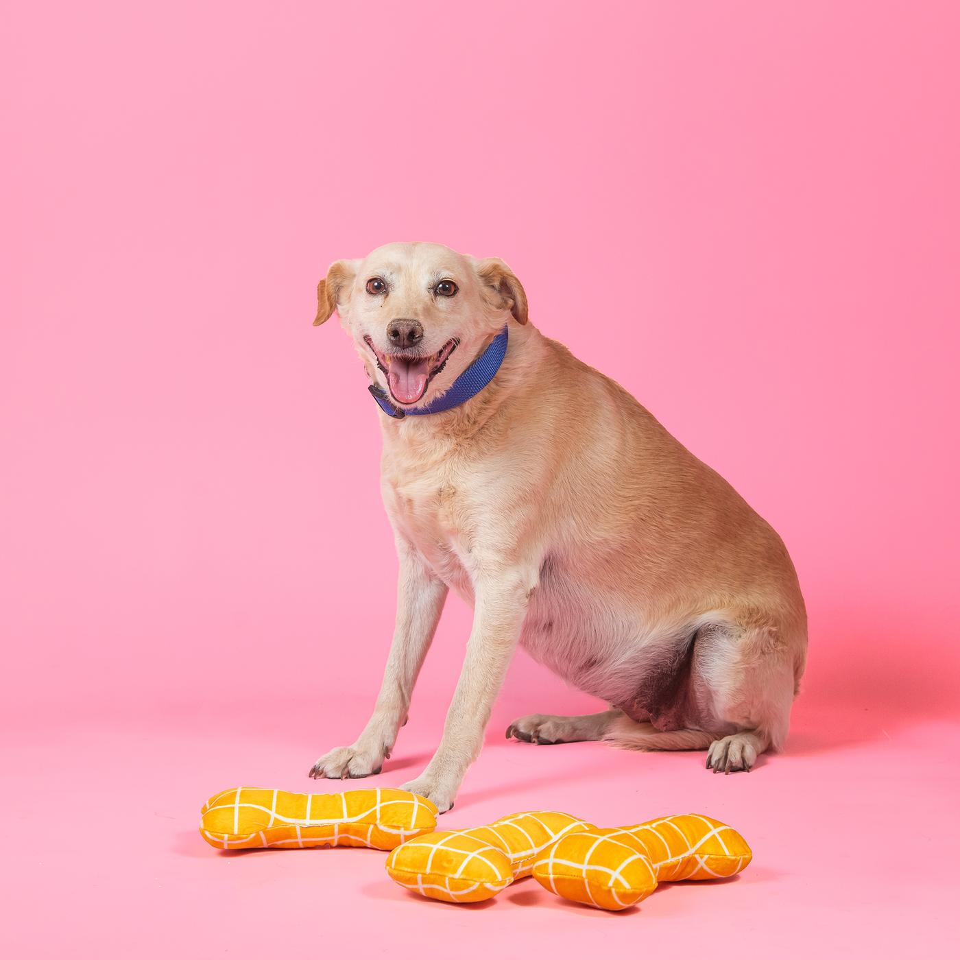 Pas sedi na roze pozadini pored tri žute plišane igračke u obliku kostiju sa belim šarama, namenjene za pse.