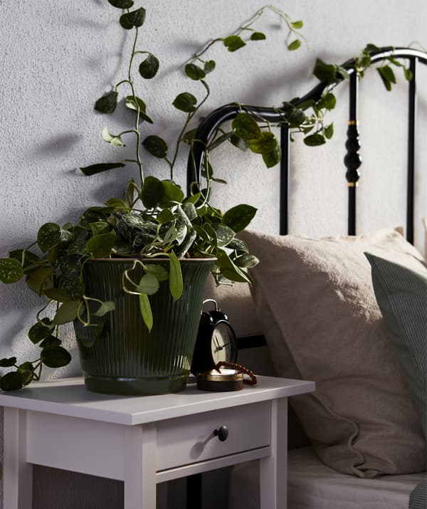 Pat cu spătar tubular negru împletindu-se cu iedera crescută dintr-un ghiveci așezat pe noptieră. 