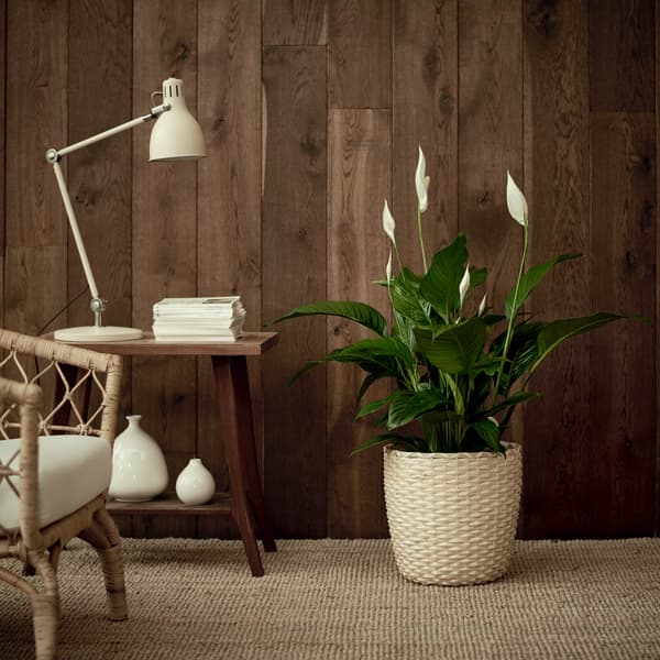 peace lily in a vintage inspired room with industrial lamp