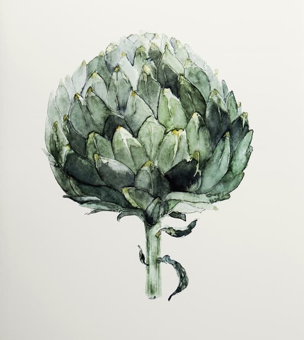 Peinture d’artichaut.