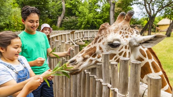 people feeding a giraffe