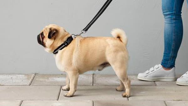 perro paseando