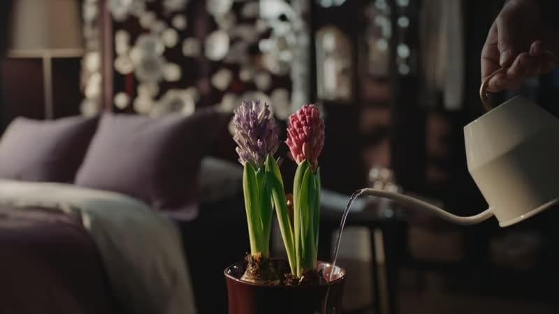 personne en train d'aroser une plante