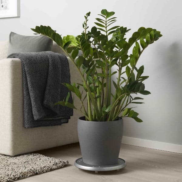 ナチュラル系インテリアに似合う、 観葉植物 - IKEA