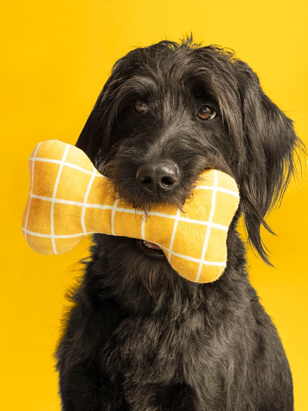 Pes se žlutou hračkou