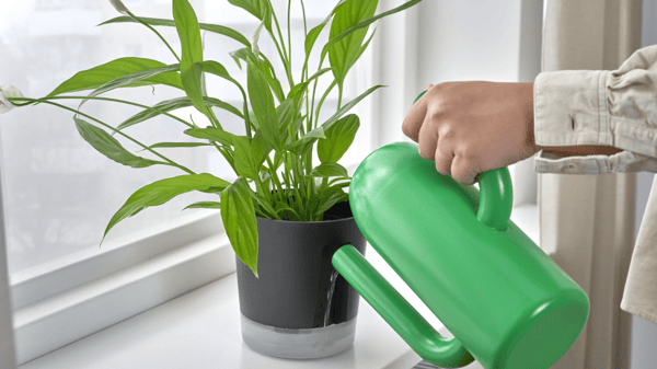 Pessoa a regar uma planta com um regador
