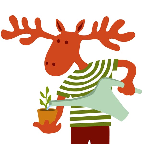 Peták jávorszarvas éppen növényt locsol egy IKEA PS 2002 locsolókannával a kezében.