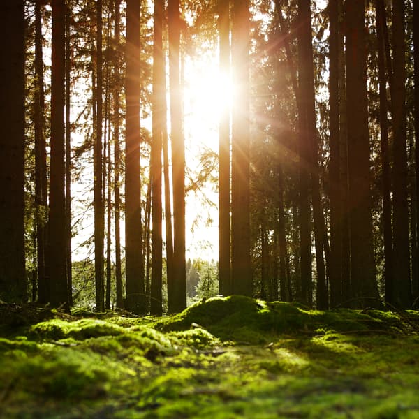 Petit matin dans une forêt de pins, avec sol recouvert de mousse et rayons de soleil perçant à travers les arbres.