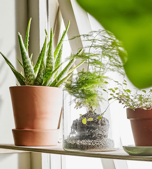 Petites plantes en pot posées sur une tablette, devant la fenêtre.