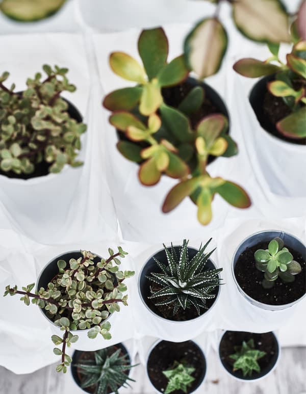 Petites plantes juxtaposées dans un organiseur à chaussures.