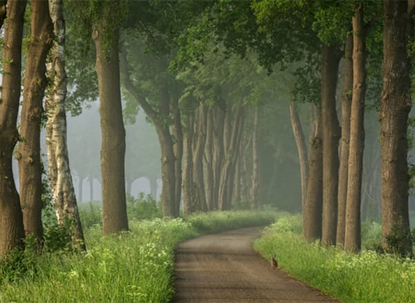 Photo d’une route de forêt plongée dans la brume.