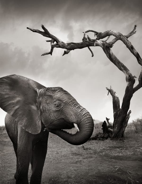 Photo noir et blanc d’un éléphant et d’un arbre.