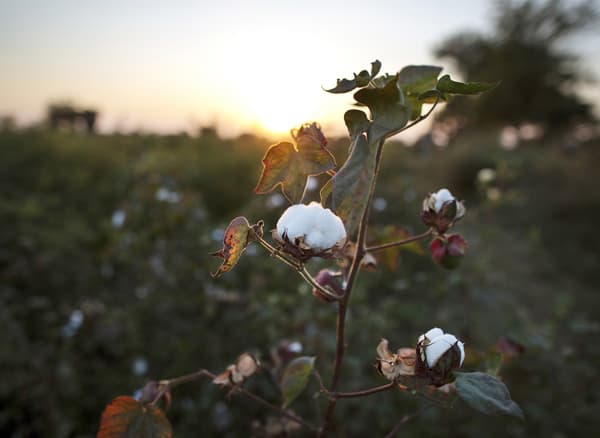 Pianta di cotone in un campo.