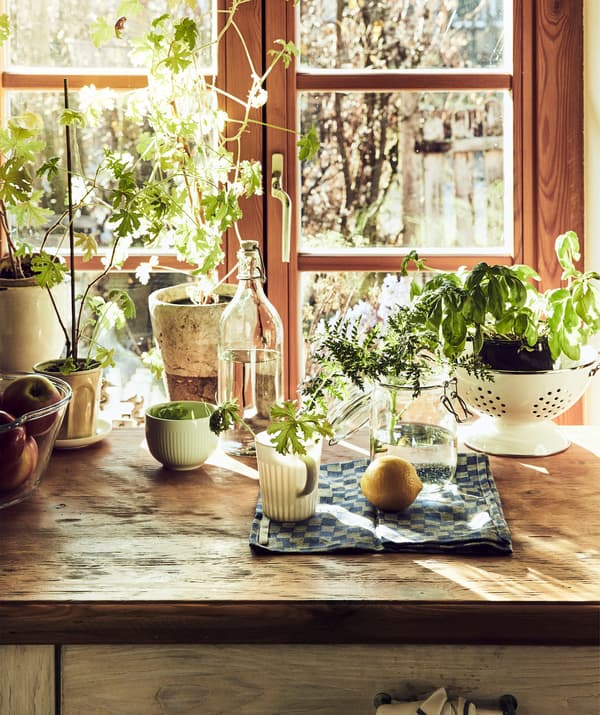 Piante aromatiche coltivate in vasi, tazze e contenitori sopra un piano di lavoro in legno davanti a una finestra con gli infissi in legno.