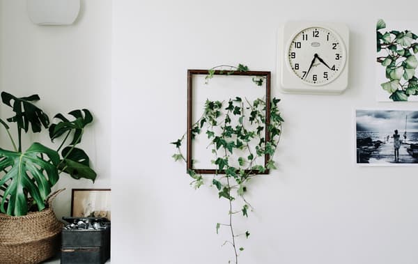 Piante in cornice - IKEA.