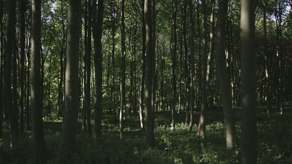 Picture of dense forest