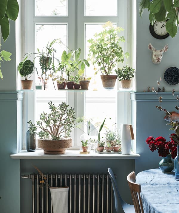Picture of the kitchen window filled with green house plants.