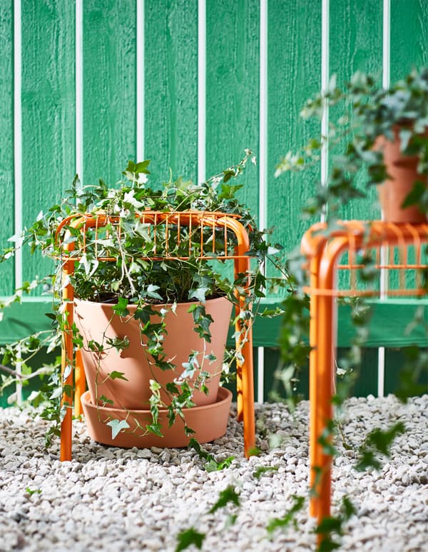 Pied de vigne planté dans un pot en dessous d’un tabouret qui lui sert de treillis pour grimper.