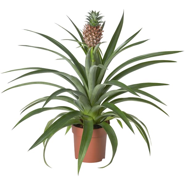 piña