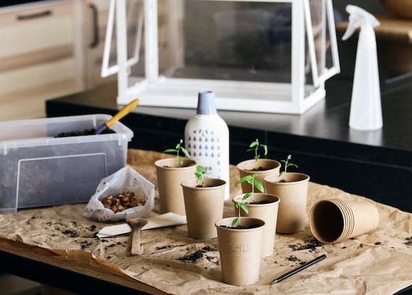 Pistokkaita pahvikupeissa odottamassa istutusta ja lannoitusta. Puisella penkillä pistokkaiden vieressä on muovilaatikko täynnä multaa.