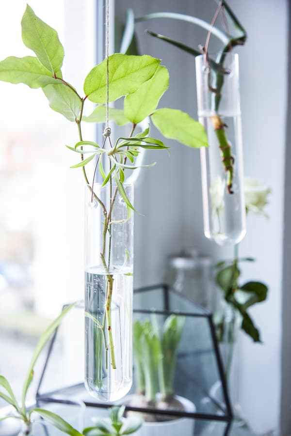 Place cuttings in water.