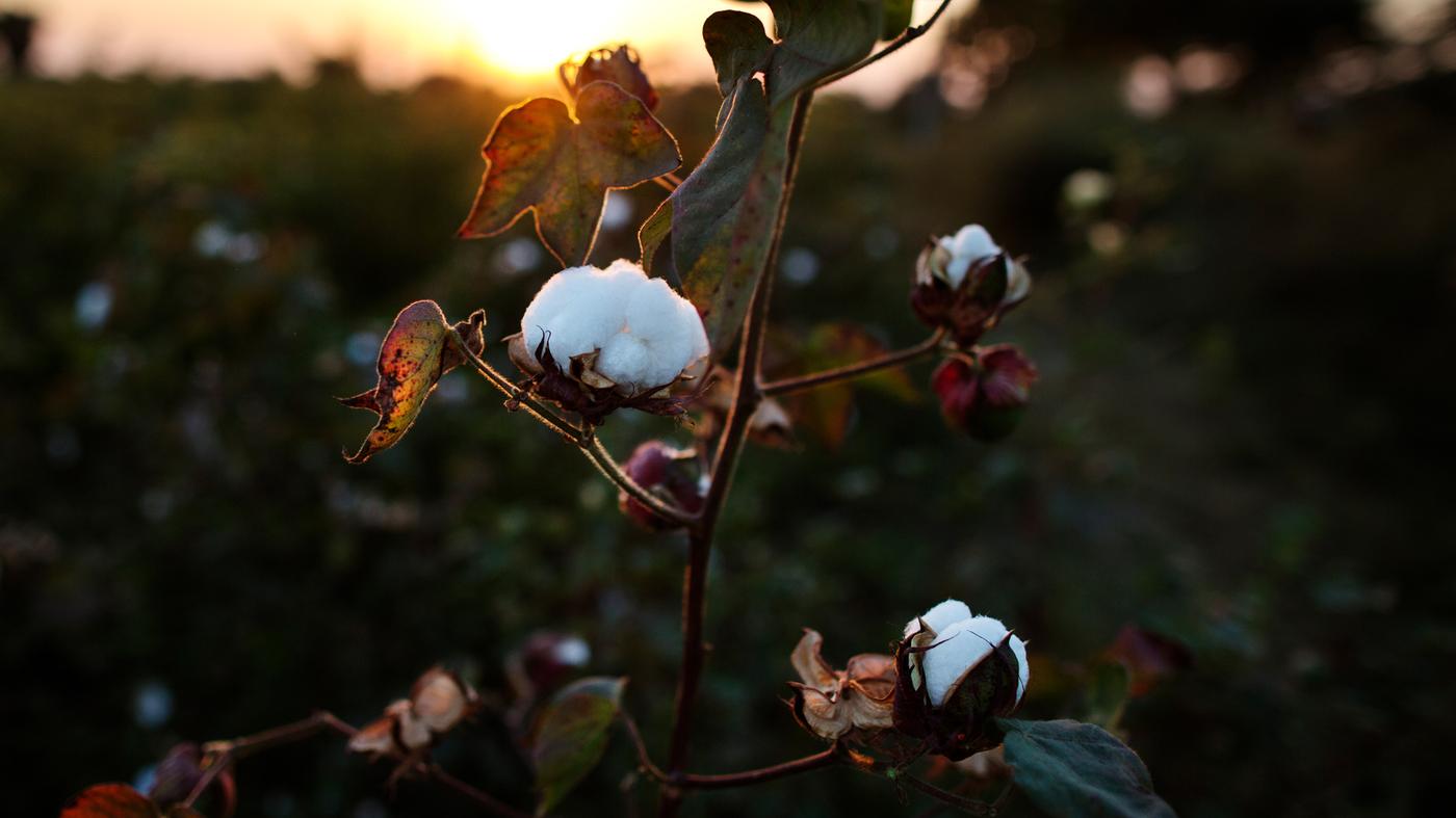 En savoir plus sur notre coton