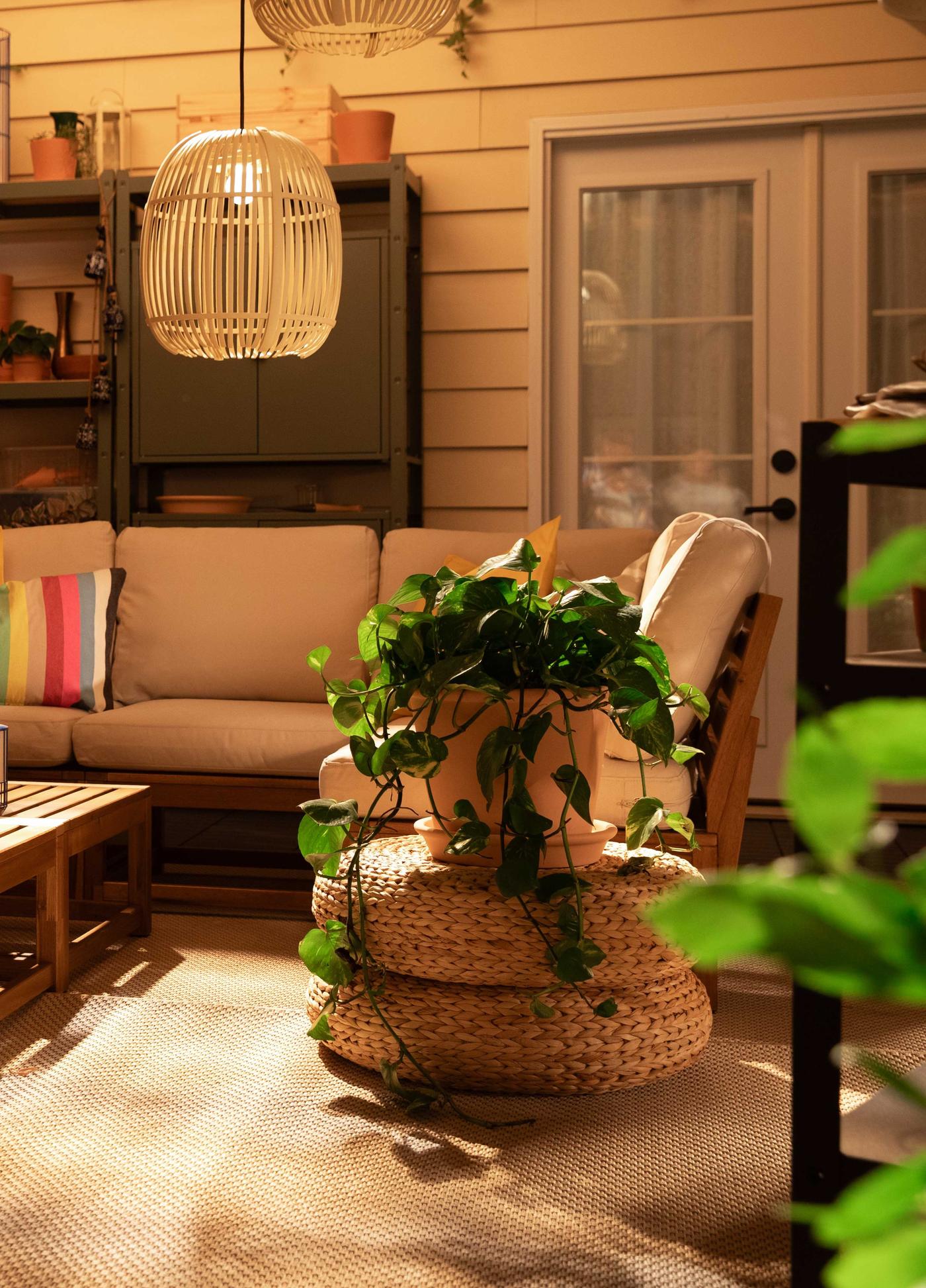 plant in a living room