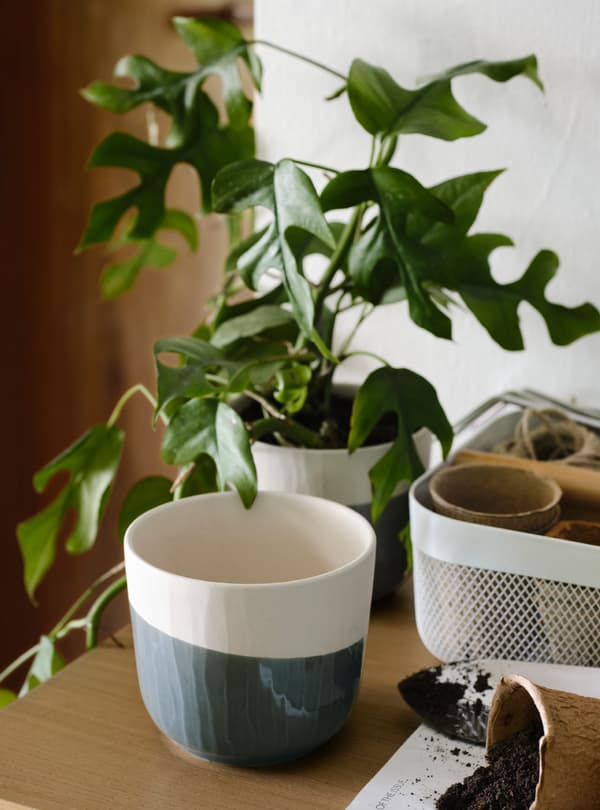 Plant pots