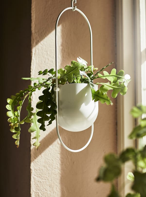 Plant pots