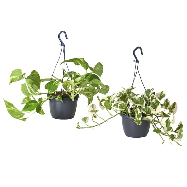 planta