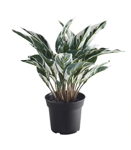 planta 