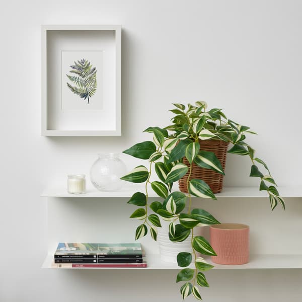 planta