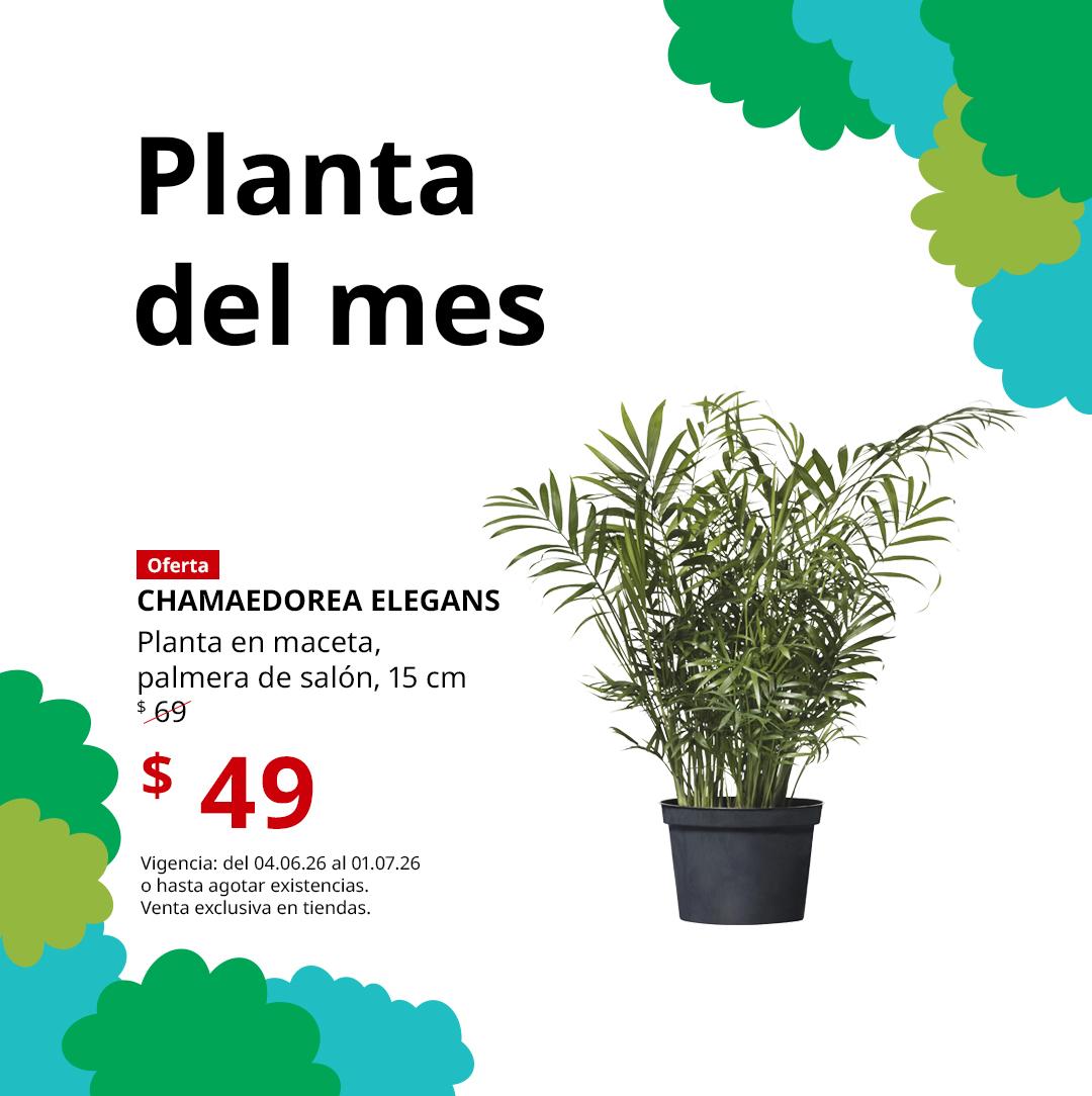 Planta del mes: CHAMAEDOREA_ELEGANS