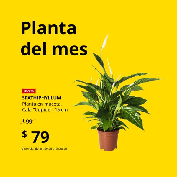 Planta del mes, de 99 a 79