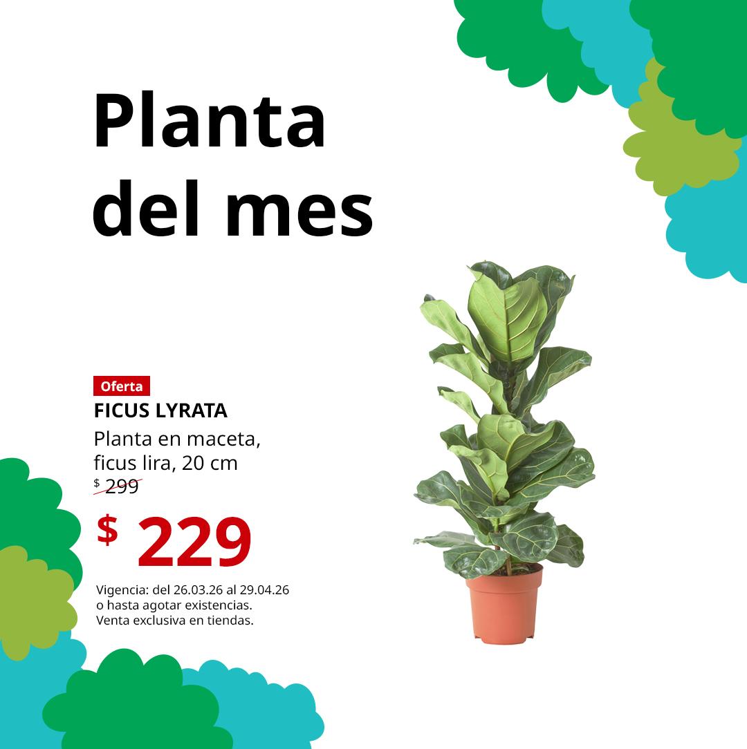 Planta del mes FICUS LYRATA, con gráficos de tonalidades verdes.
