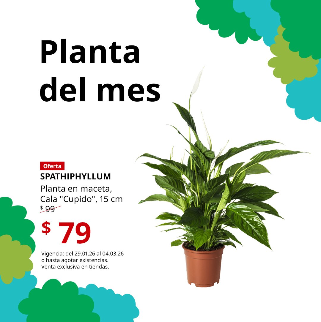 Planta del mes SPATHIPHYLLUM, con gráficos de tonalidades verdes.