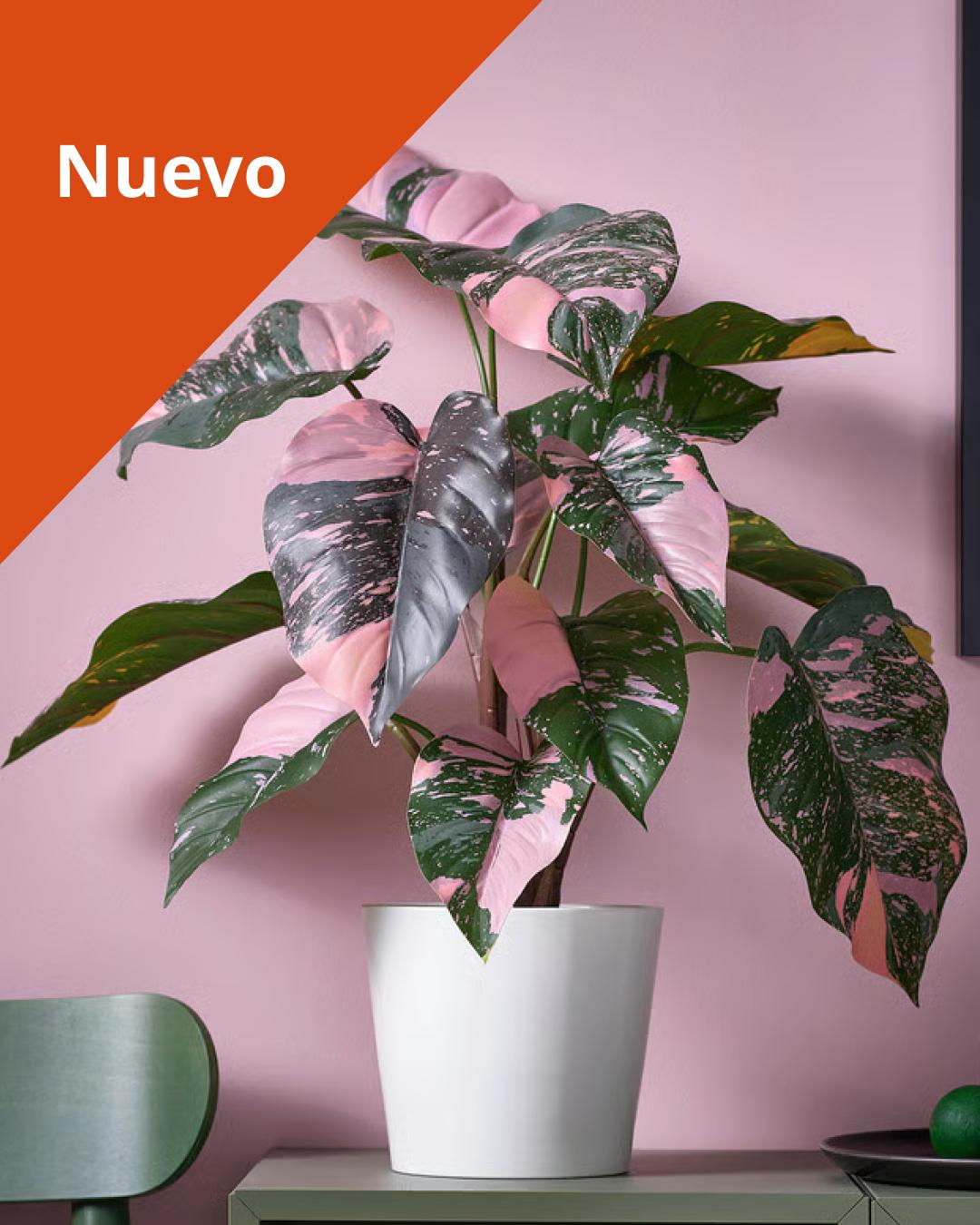 Planta FEJKA color verde con rosado.