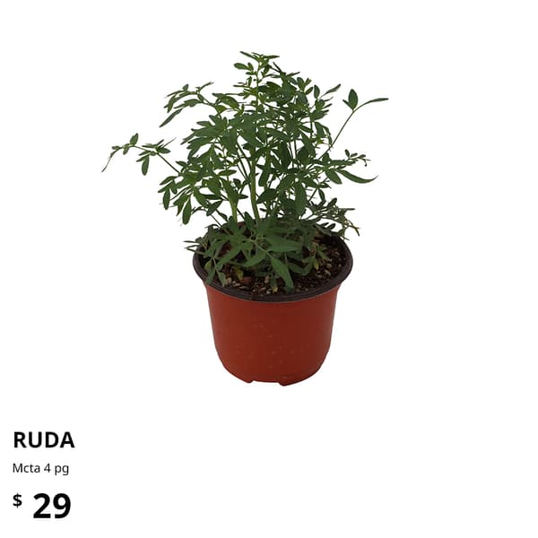 planta ikea