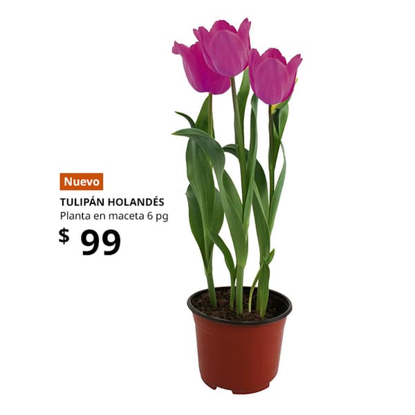 planta ikea