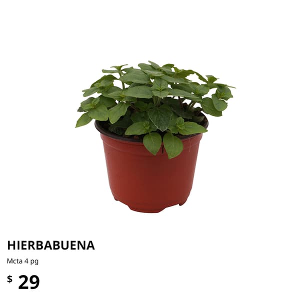planta ikea