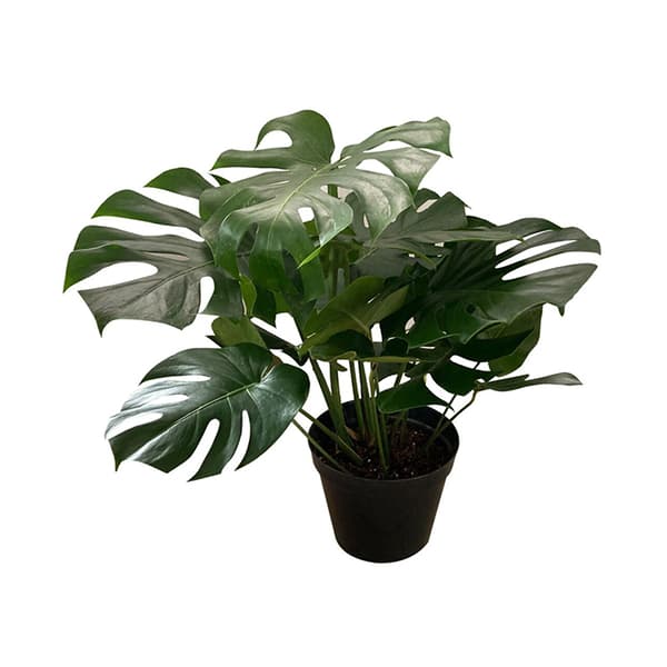 planta ikea